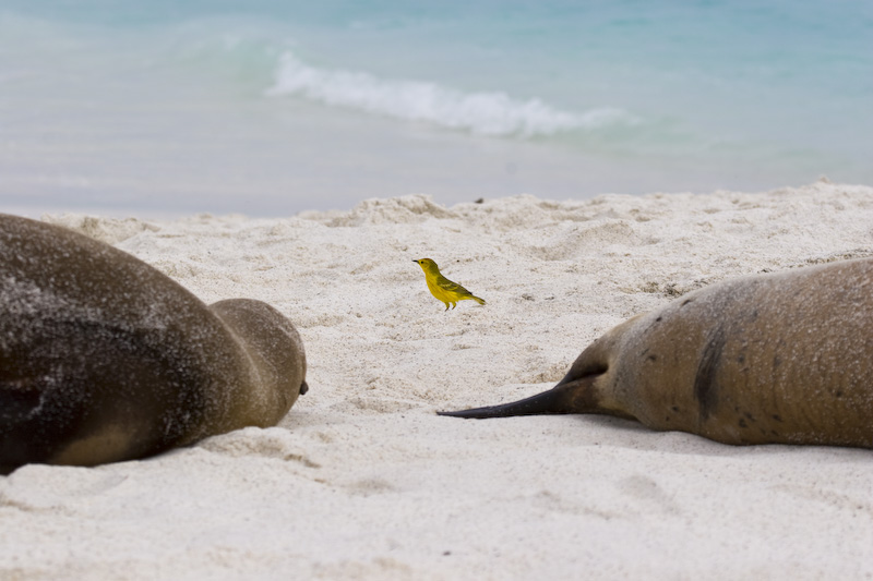 Yellow Warbler On Beach